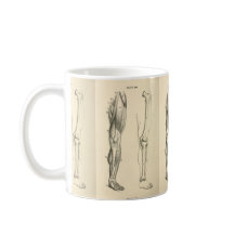  anatomie |   Spieren en Botten van de been