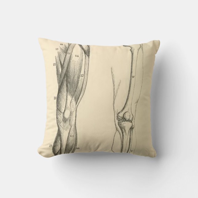  anatomie |   Spieren en Botten van de been Kussen (Voorkant)