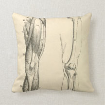  anatomie |   Spieren en Botten van de been