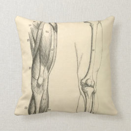  anatomie |   Spieren en Botten van de been Kussen