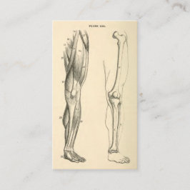  anatomie |   Spieren en Botten van de been Visitekaartje