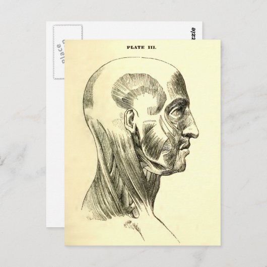 anatomie | Spieren van het hoofd (circa 1852) Briefkaart (Voorkant / Achterkant)