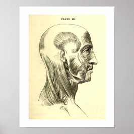 anatomie | Spieren van het hoofd (circa 1852) Poster
