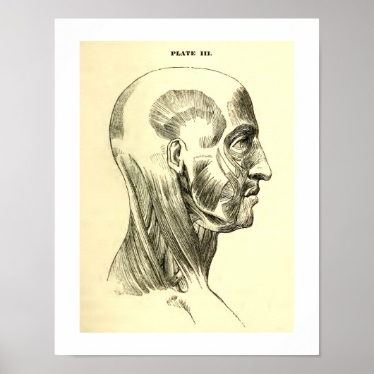  anatomie | Spieren van het hoofd (circa 1852) Poster (Voorkant)