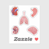 Anatomie sticker set (Vel)