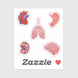 Anatomie sticker set