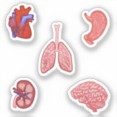 Anatomie sticker set (Voorkant)