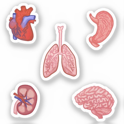 Anatomie sticker set (Voorkant)