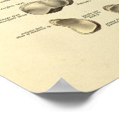 Anatomie Tarsal-Botten van voetankle afdrukken Poster (Hoek)