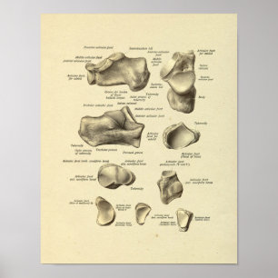 Anatomie Tarsal-Botten van voetankle afdrukken Poster