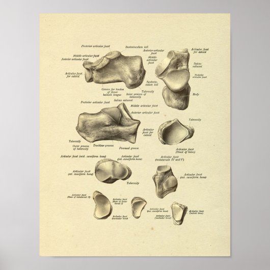 Anatomie Tarsal-Botten van voetankle afdrukken Poster (Voorkant)