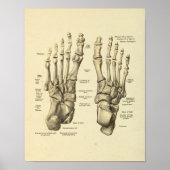 Anatomie Tarsal-Botten van voetankle afdrukken Poster (Voorkant)