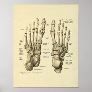 Anatomie Tarsal-Botten van voetankle afdrukken Poster