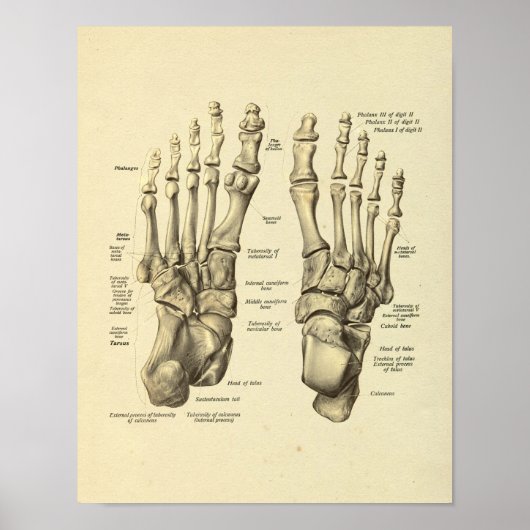 Anatomie Tarsal-Botten van voetankle afdrukken Poster (Voorkant)