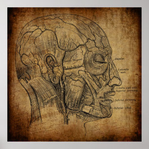 Anatomie uit het verleden poster