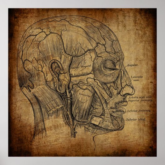 Anatomie uit het verleden poster (Voorkant)