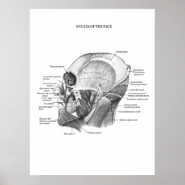 Anatomie van aangezichtsspieren poster