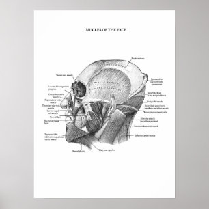 Anatomie van aangezichtsspieren poster