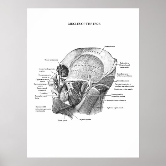 Anatomie van aangezichtsspieren poster (Voorkant)