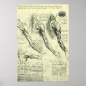 Anatomie van arm en schouder door Leonardo da Vinc Poster (Voorkant)
