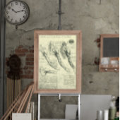 Anatomie van arm en schouder door Leonardo da Vinc Poster