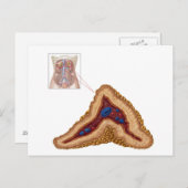 Anatomie van bijnierklier, transversale sectie briefkaart (Voorkant / Achterkant)