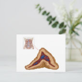 Anatomie van bijnierklier, transversale sectie briefkaart (Staand voorkant)