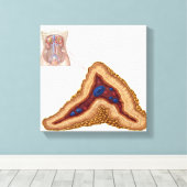 Anatomie van bijnierklier, transversale sectie canvas afdruk (Insitu (Houten vloer))