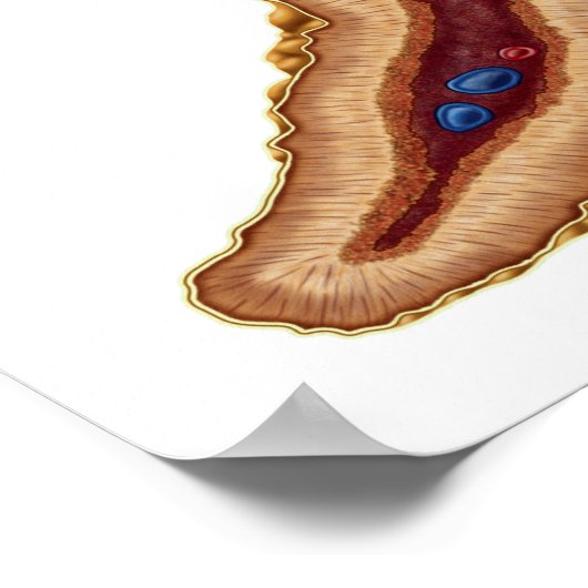 Anatomie van bijnierklier, transversale sectie poster (Hoek)