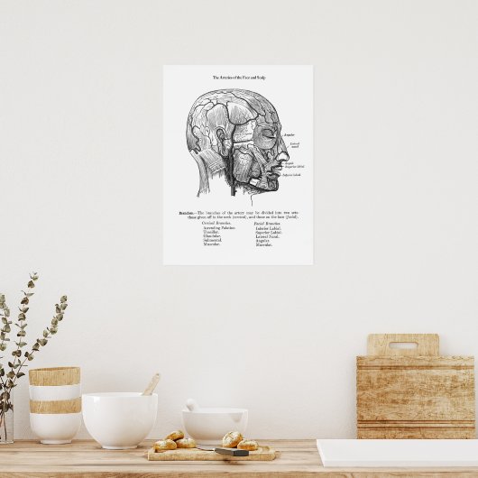 Anatomie van bloedvaten van menselijke hoofdhuid poster (Keuken)