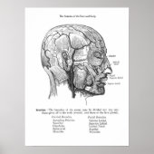 Anatomie van bloedvaten van menselijke hoofdhuid poster (Voorkant)