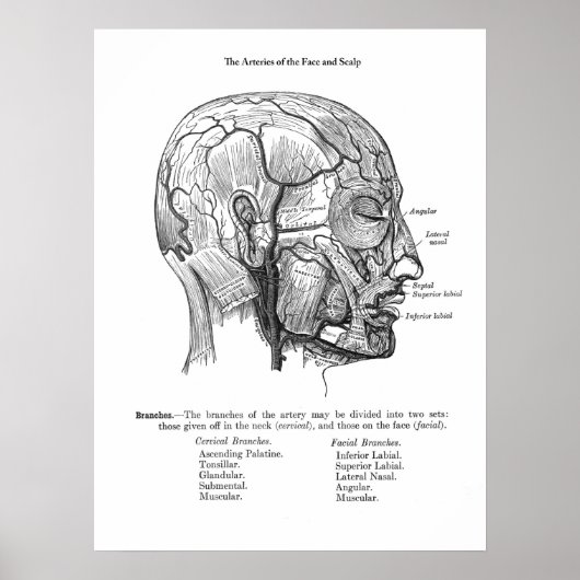 Anatomie van bloedvaten van menselijke hoofdhuid poster (Voorkant)