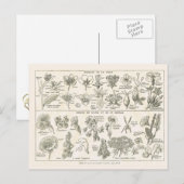 Anatomie van bloemen briefkaart (Voorkant / Achterkant)