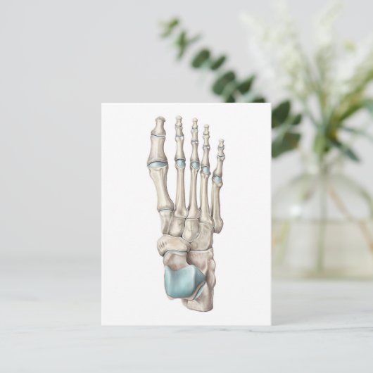 Anatomie van Botten van de voet Briefkaart (Staand voorkant)