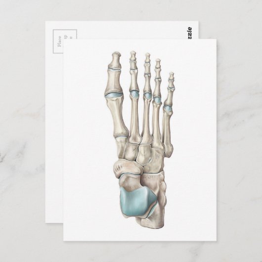 Anatomie van Botten van de voet Briefkaart (Voorkant / Achterkant)