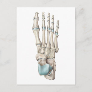 Anatomie van Botten van de voet Briefkaart