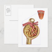 Anatomie van Bowman's glomerulaire capsule Briefkaart (Voorkant / Achterkant)