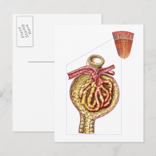 Anatomie van Bowman's glomerulaire capsule Briefkaart (Voorkant / Achterkant)