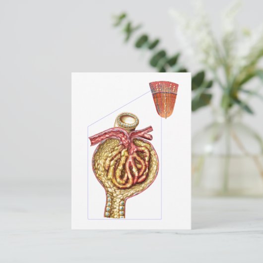 Anatomie van Bowman's glomerulaire capsule Briefkaart (Staand voorkant)