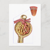 Anatomie van Bowman's glomerulaire capsule