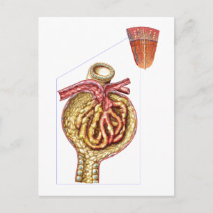 Anatomie van Bowman's glomerulaire capsule Briefkaart