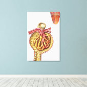 Anatomie van Bowman's glomerulaire capsule Canvas Afdruk (Insitu (Houten vloer))