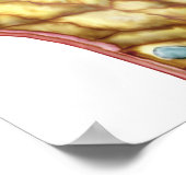 Anatomie van Bowman's glomerulaire capsule Poster (Hoek)