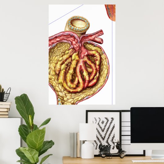 Anatomie van Bowman's glomerulaire capsule Poster (Thuiskantoor)