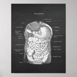 Anatomie van darmen Gastro-enteroloog Decor Poster