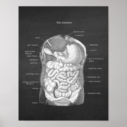 Anatomie van darmen Gastro-enteroloog Decor Poster (Voorkant)