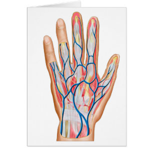 Anatomie van de achterkant van de menselijke hand