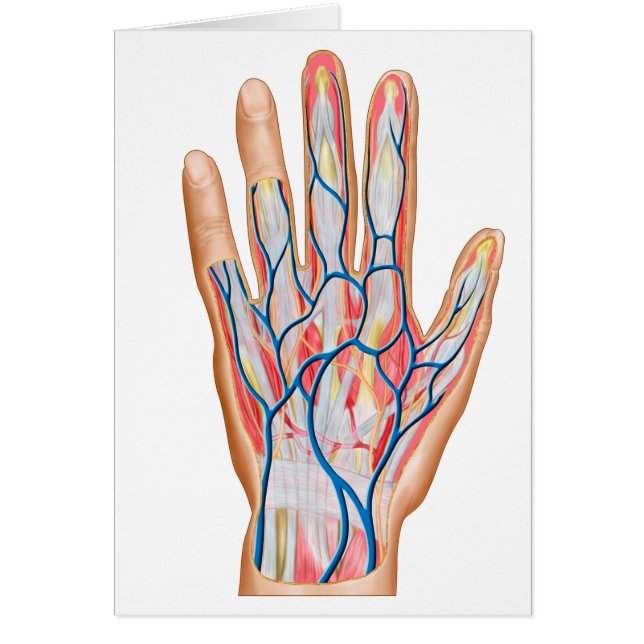 Anatomie van de achterkant van de menselijke hand (Voorkant)