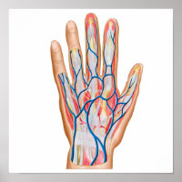 Anatomie van de achterkant van de menselijke hand
