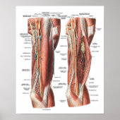 Anatomie van de arm en de Elleboog Poster (Voorkant)